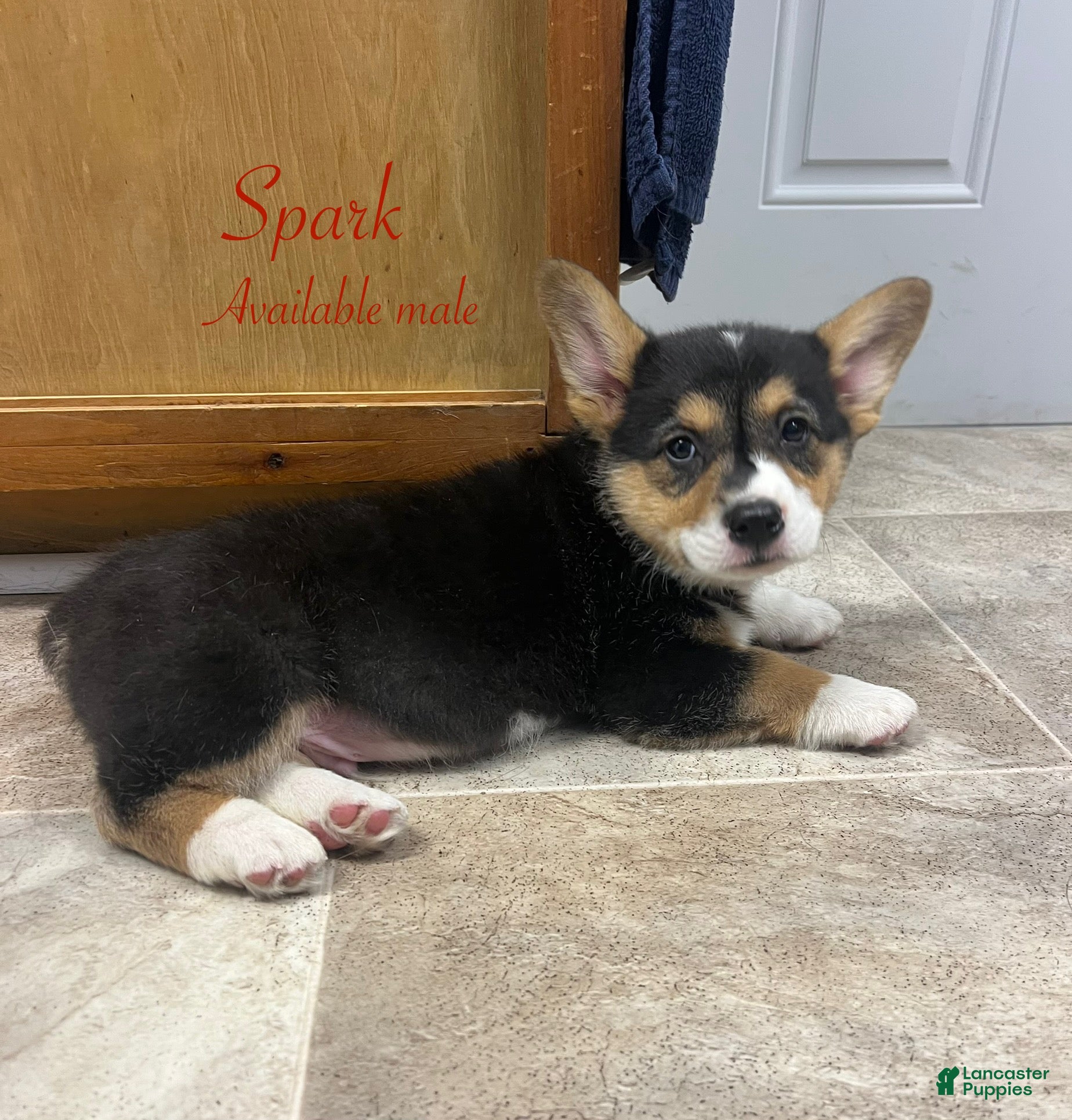 Welsh Corgi Pembroke dogs Spark - Ad 8