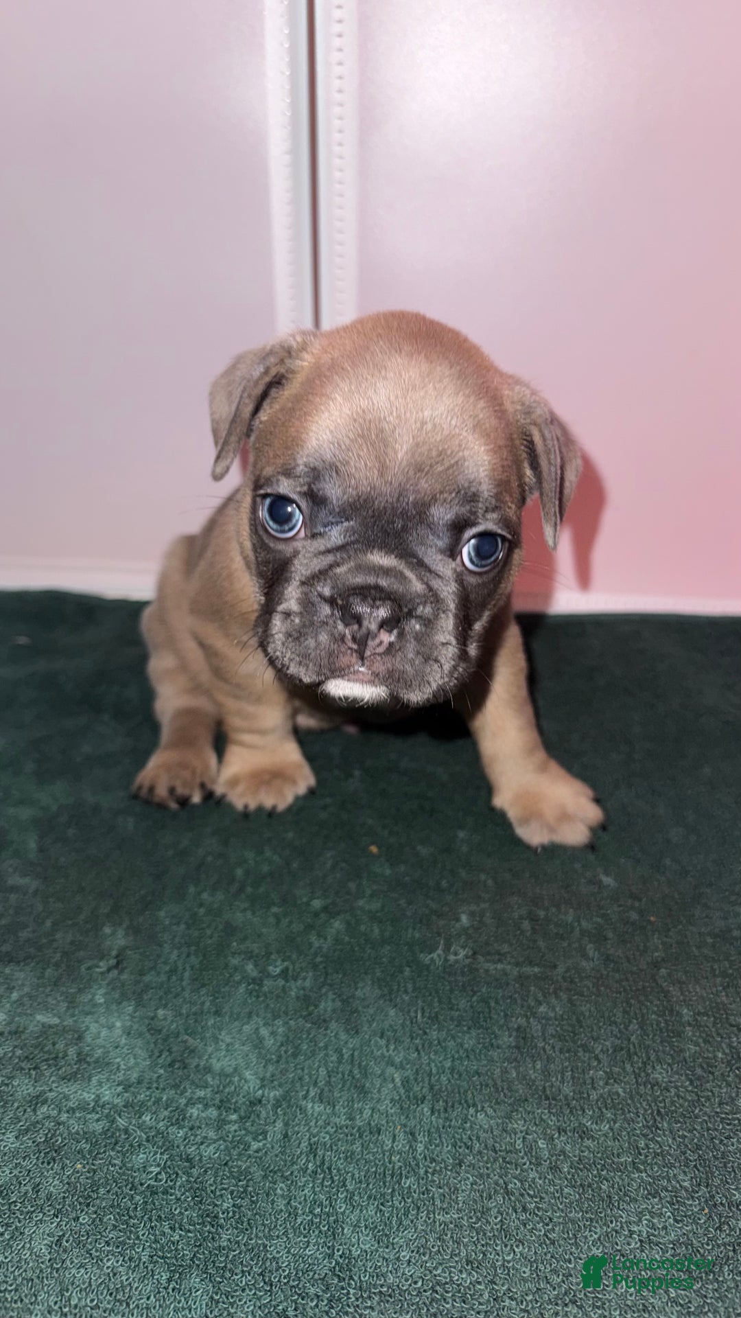 French Bulldog dogs for sale: Star - Ad 5