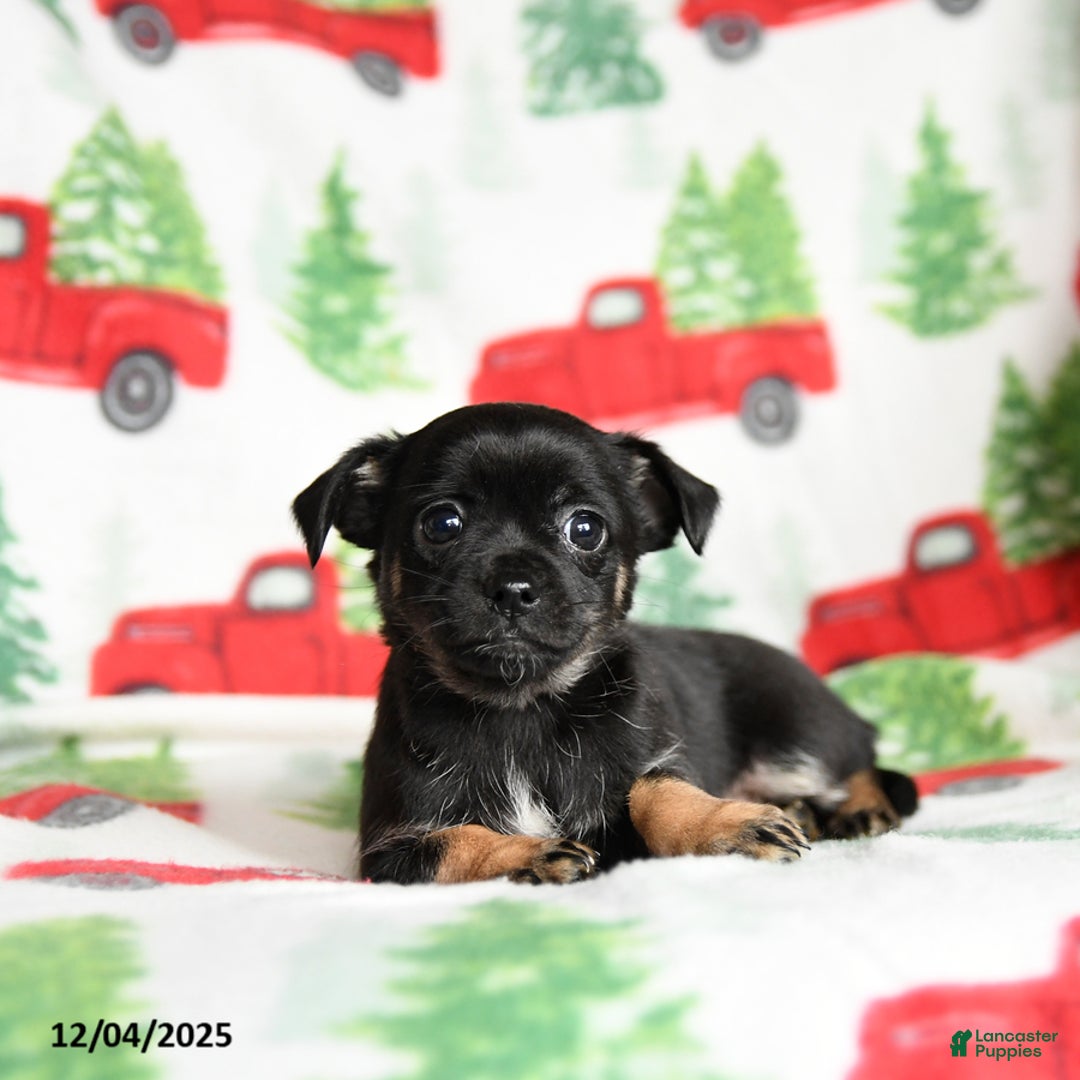 Chihuahua dogs for sale: Carol  - Ad 3