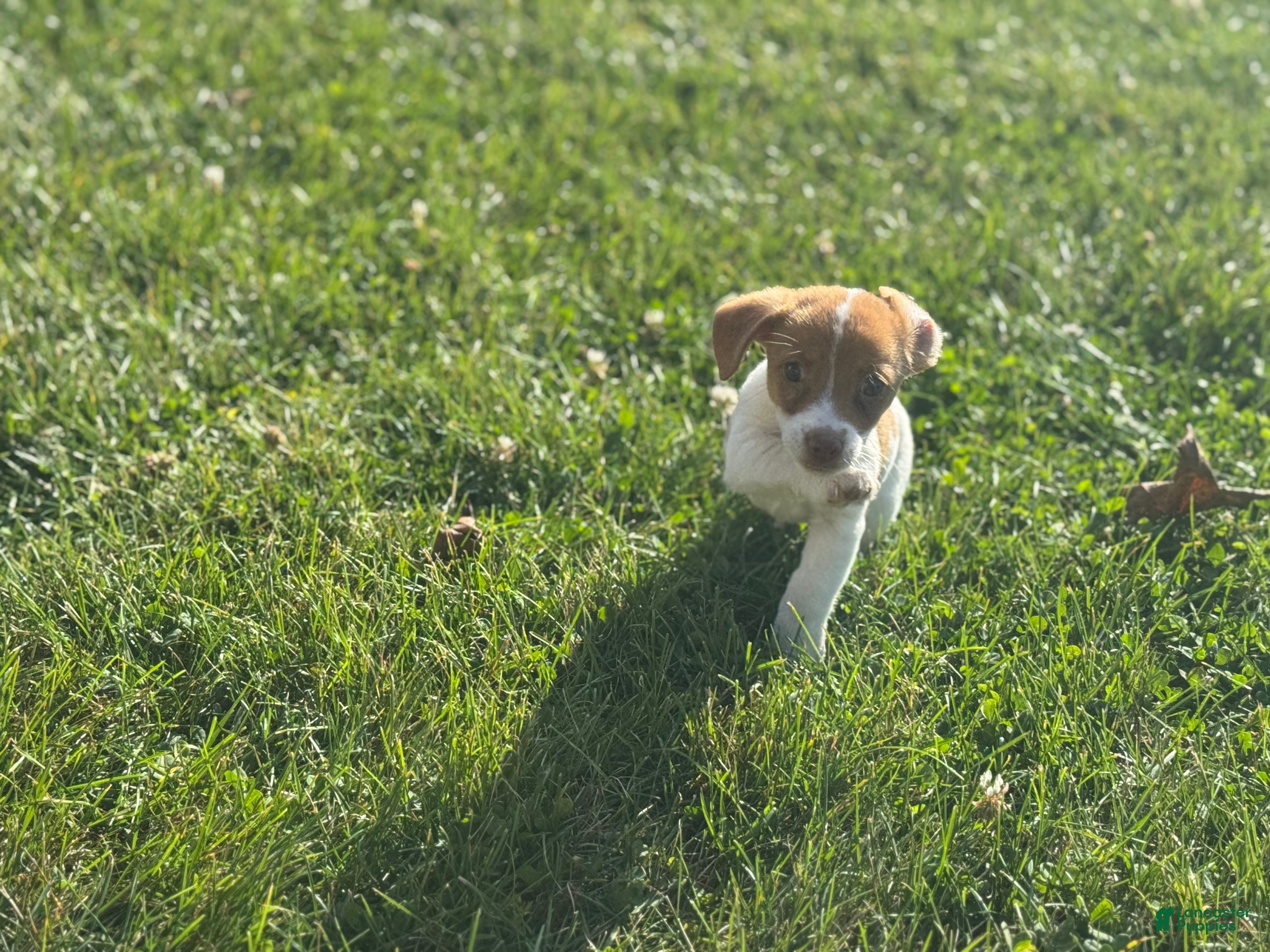Jack Russell Terrier dogs Apollo - Ad 15