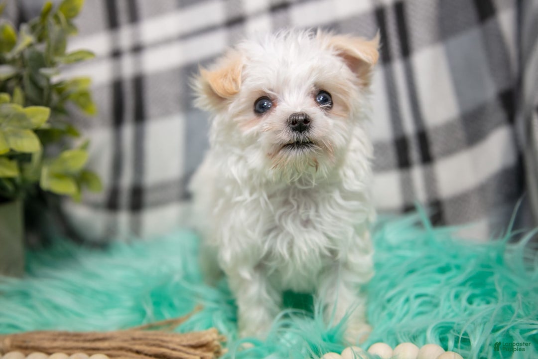 Maltipoo dogs for sale: Ginny - Ad 5