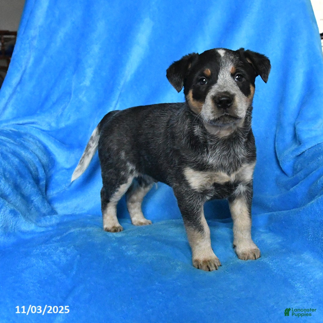 Australian Cattle Dog dogs for sale: Tucker - Ad 1