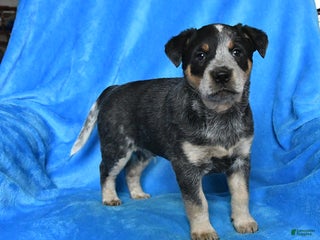 Australian Cattle Dog dogs Tucker - Ad 28