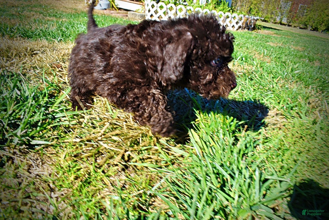 Havapoo dogs for sale: Izzy - Ad 12