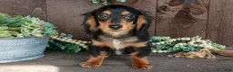 Miniature Dachshund dogs for sale: Dino - Ad 2