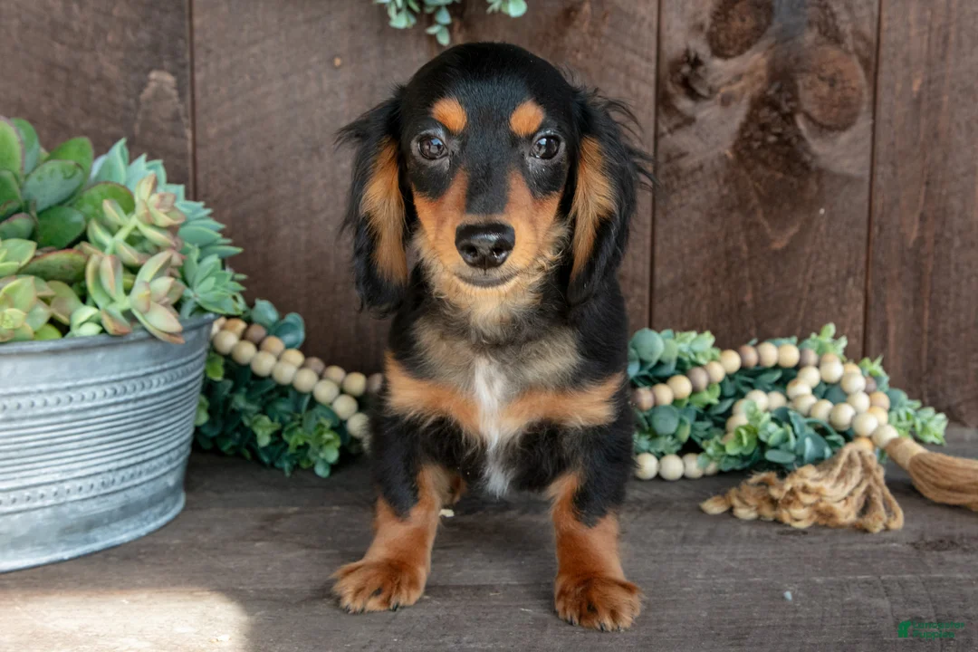 Miniature Dachshund dogs for sale: Dino - Ad 2