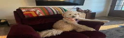 Goldendoodle dogs for sale: Goldendoodle 4 - Ad 2