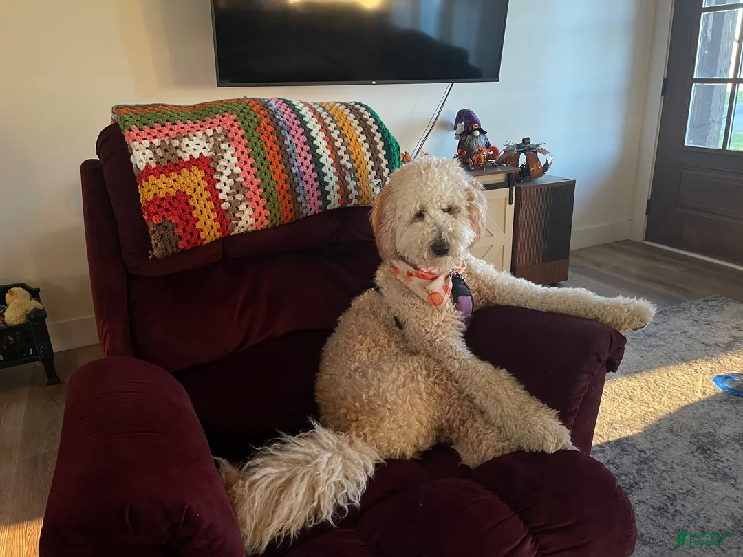 Goldendoodle dogs for sale: Goldendoodle 4 - Ad 2