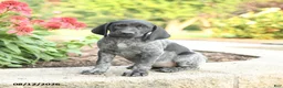 German Shorthaired Pointer dogs for sale: Alexie - Ad 1