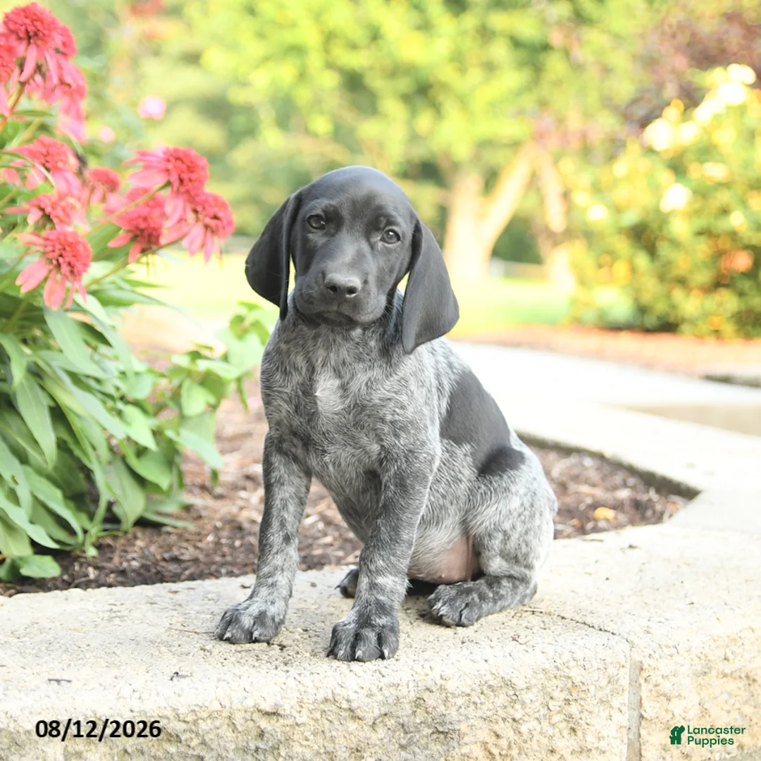 German Shorthaired Pointer dogs for sale: Alexie - Ad 1