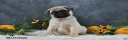 Pug dogs for sale: Logan - Ad 5