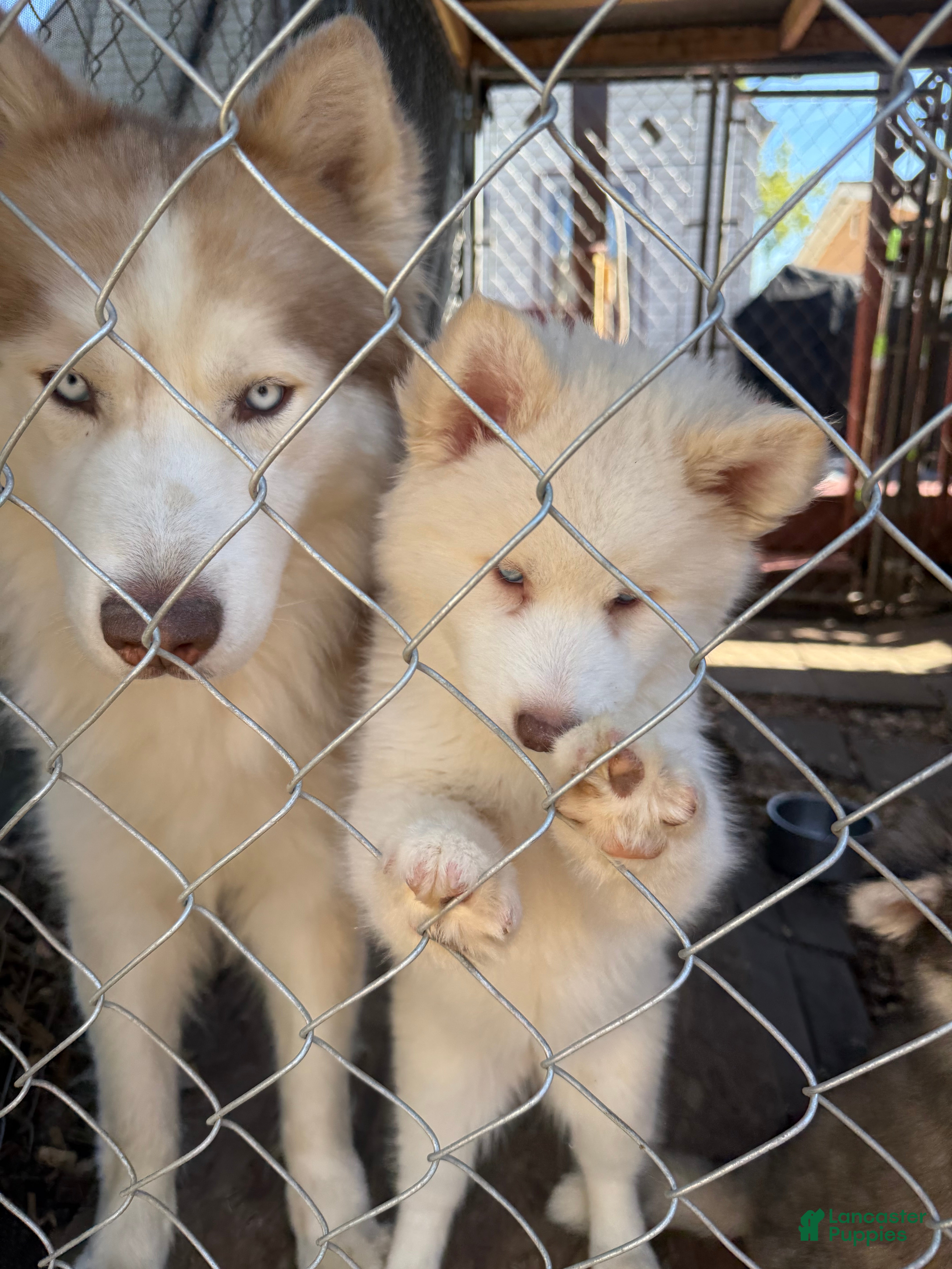 Siberian Husky dogs Bella - Ad 24