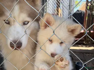 Siberian Husky dogs Bella - Ad 24