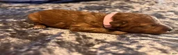 Cavapoo dogs for sale: Cavapoo 5 Light Pink Collar - Ad 2