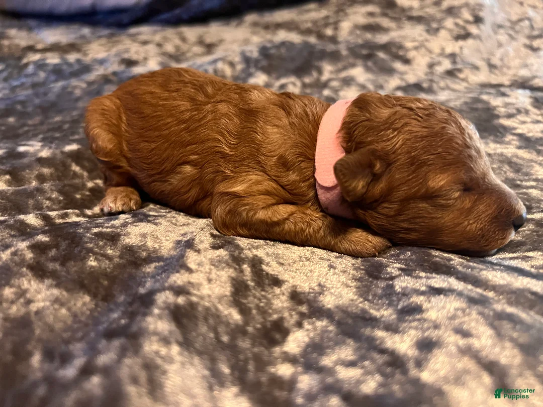 Cavapoo dogs for sale: Cavapoo 5 Light Pink Collar - Ad 2