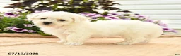 Bichon Frise dogs for sale: Bernadette - Ad 3