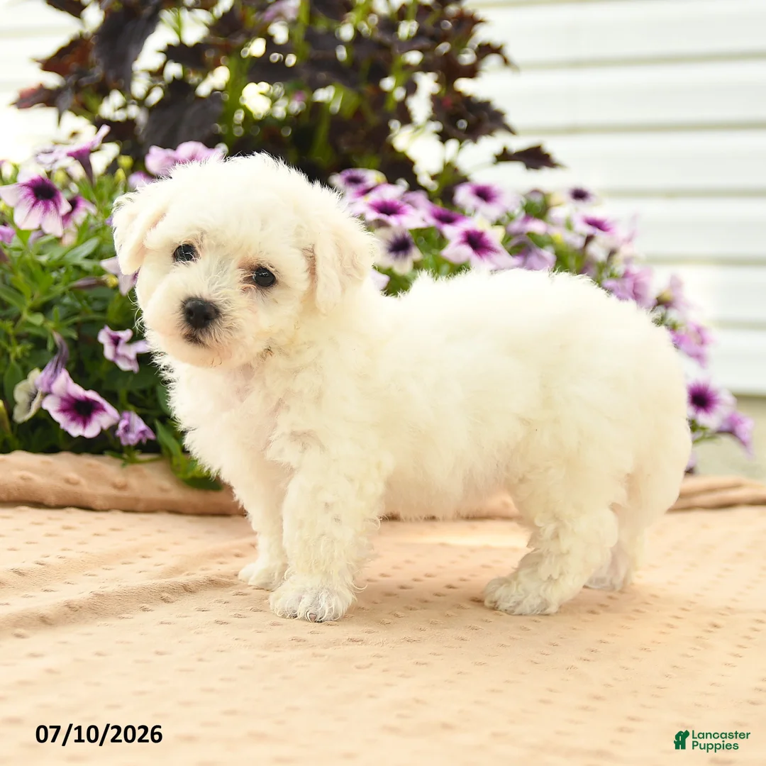 Bichon Frise dogs for sale: Bernadette - Ad 3