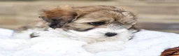 Mixed Breed dogs for sale: Tommy - Ad 7