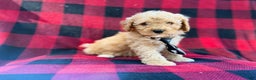 Cavapoo dogs for sale: Dexter - Ad 1