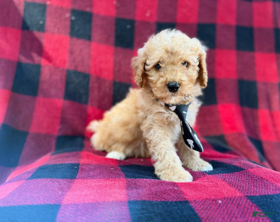 Cavapoo dogs for sale: Dexter - Ad 1