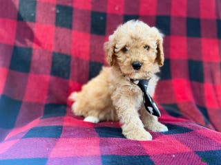 Cavapoo dogs Dexter - Ad 39