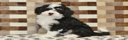 Mini Bernedoodle dogs for sale: Bandit - Ad 1