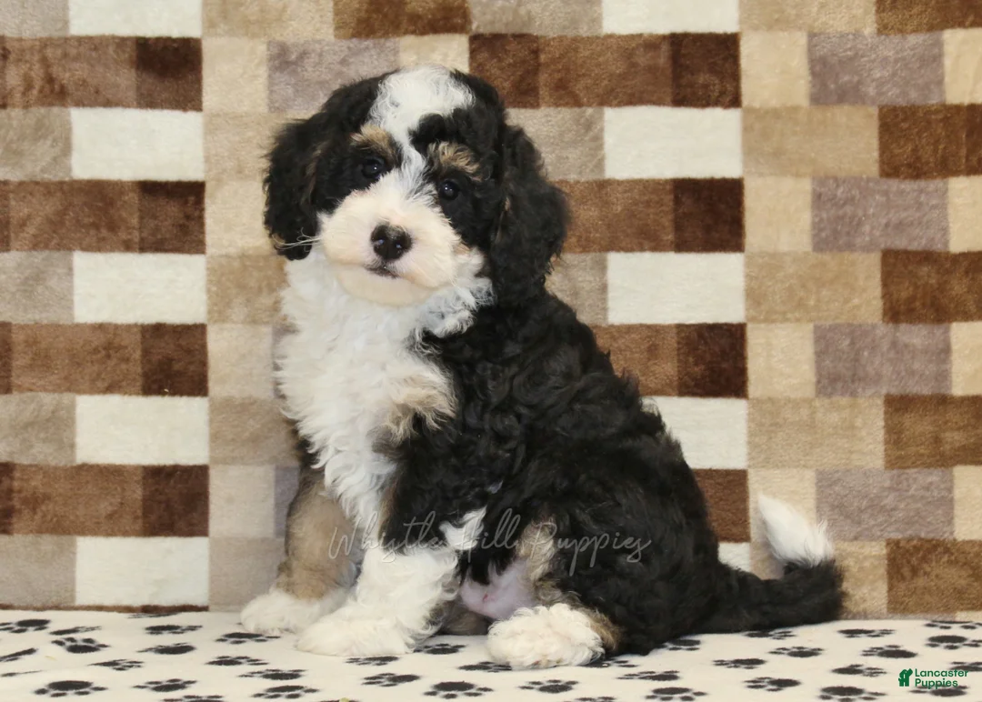 Mini Bernedoodle dogs for sale: Bandit - Ad 1