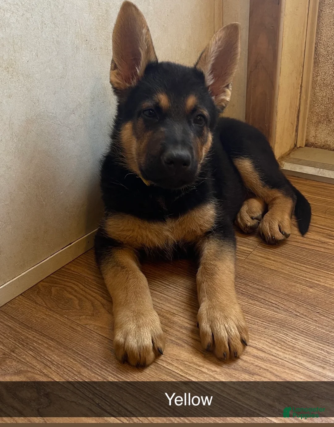 German Shepherd dogs for sale: German Shepherd Puppy 4 yellow - Ad 2
