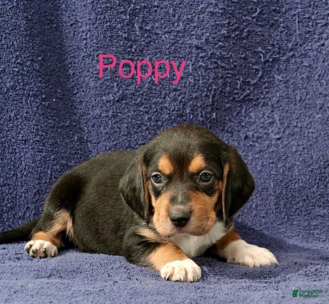 Beagle dogs for sale: Beagle 5 - Ad 1