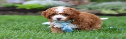 Cavapoo dogs for sale: Frankie - Ad 5