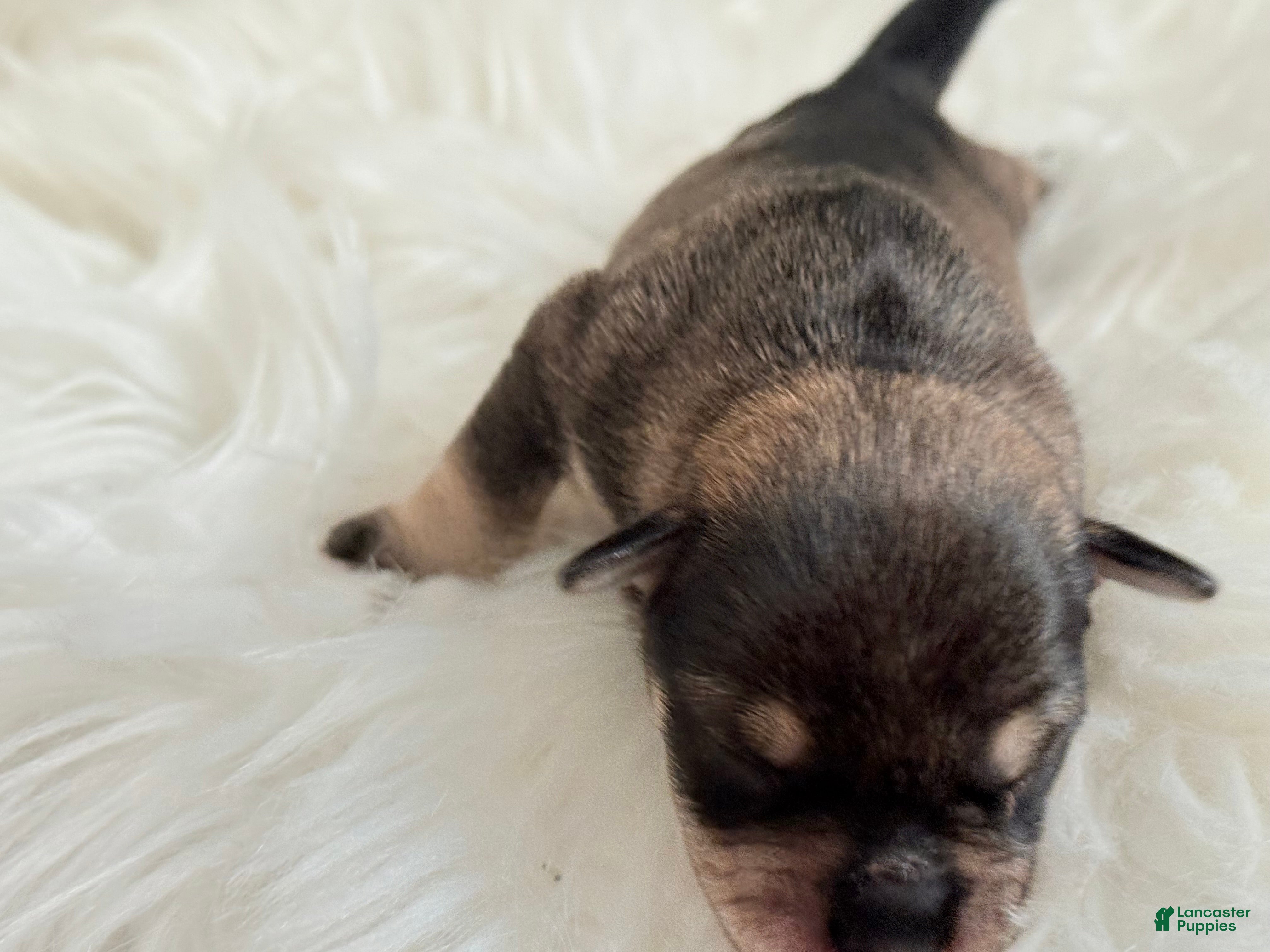 Miniature Schnauzer dogs Miniature Schnauzer Puppy 1 - Ad 13
