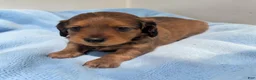 Miniature Dachshund dogs for sale: Bear - Ad 1