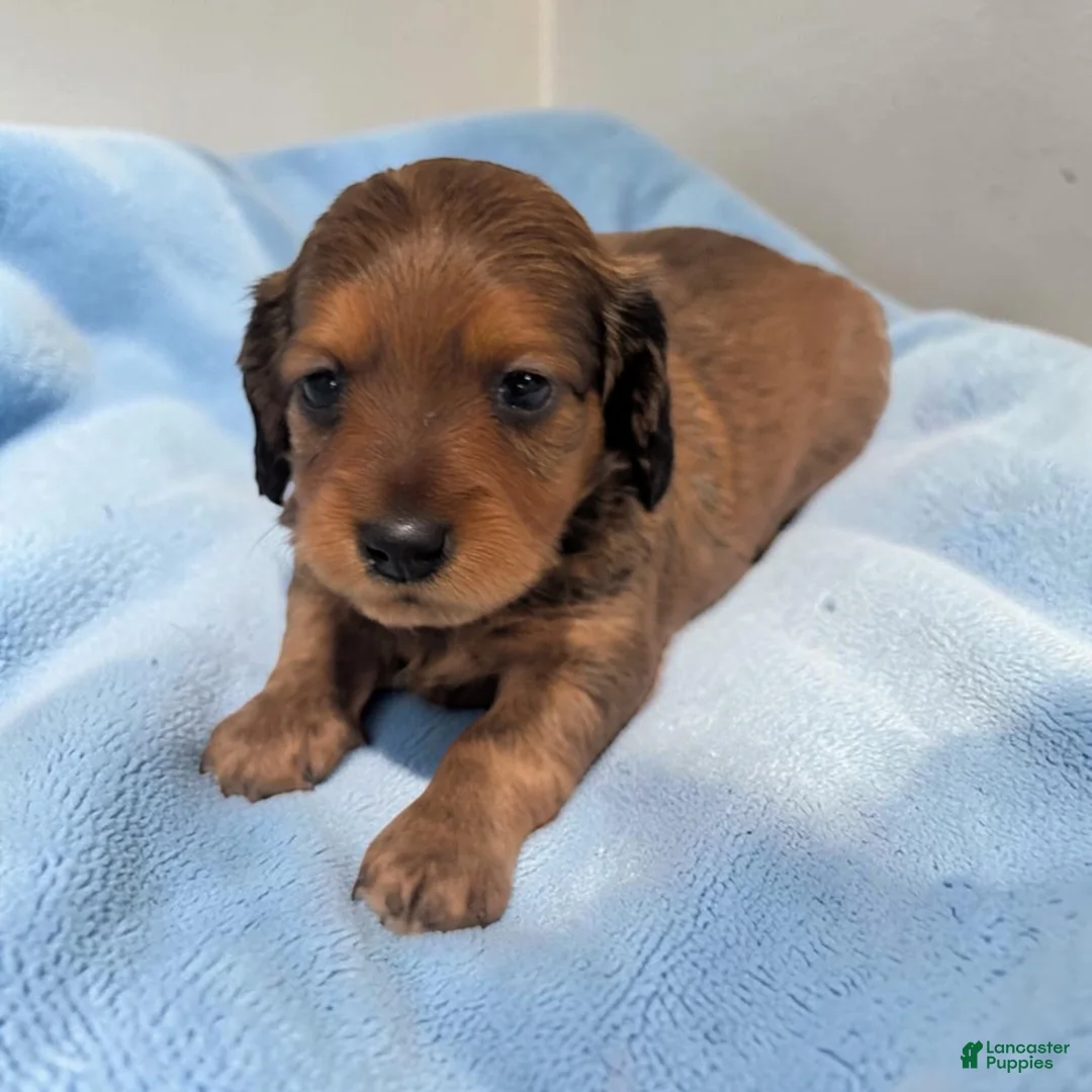 Miniature Dachshund dogs for sale: Bear - Ad 1