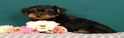 Yorkshire Terrier dogs for sale: Robin - Ad 4