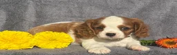 Cavalier King Charles Spaniel dogs for sale: Bella - Ad 3