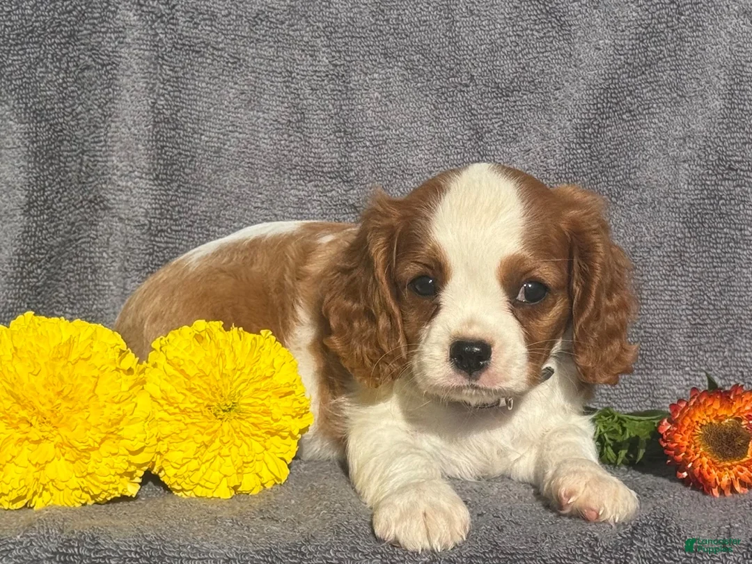 Cavalier King Charles Spaniel dogs for sale: Bella - Ad 3