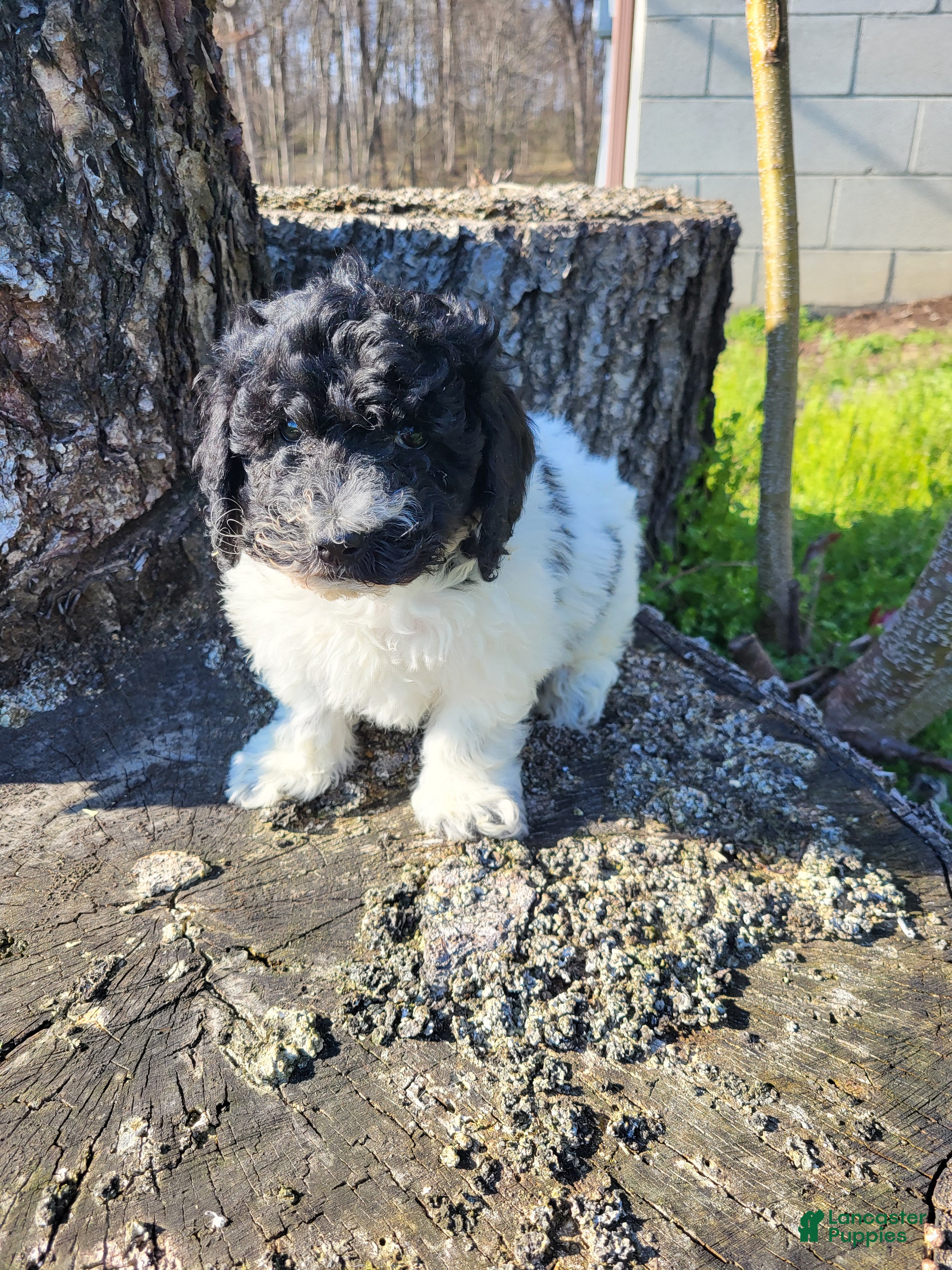 Miniature Poodle dogs Bingo - Ad 2