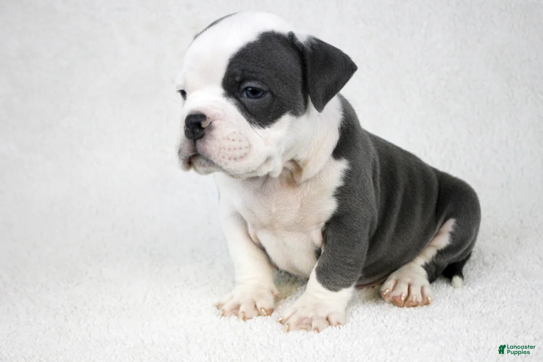 American Bully dogs for sale: White/Blue Male - Ad 2