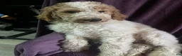 Goldendoodle dogs for sale: Freddie male - Ad 3