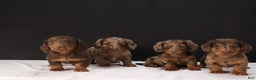 Dachshund dogs for sale: Dachshund Puppy 1 - Ad 14