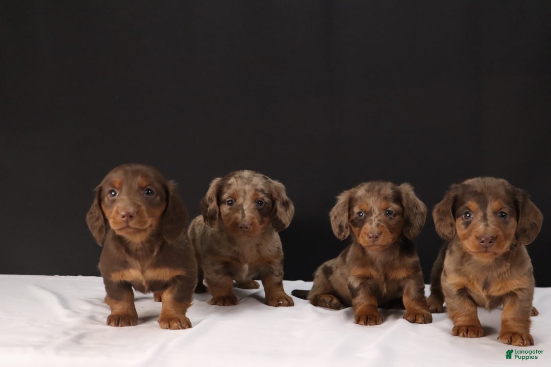 Dachshund dogs for sale: Dachshund Puppy 1 - Ad 14