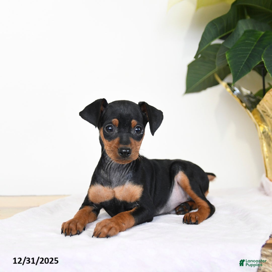 Miniature Pinscher dogs for sale: Dave - Ad 2