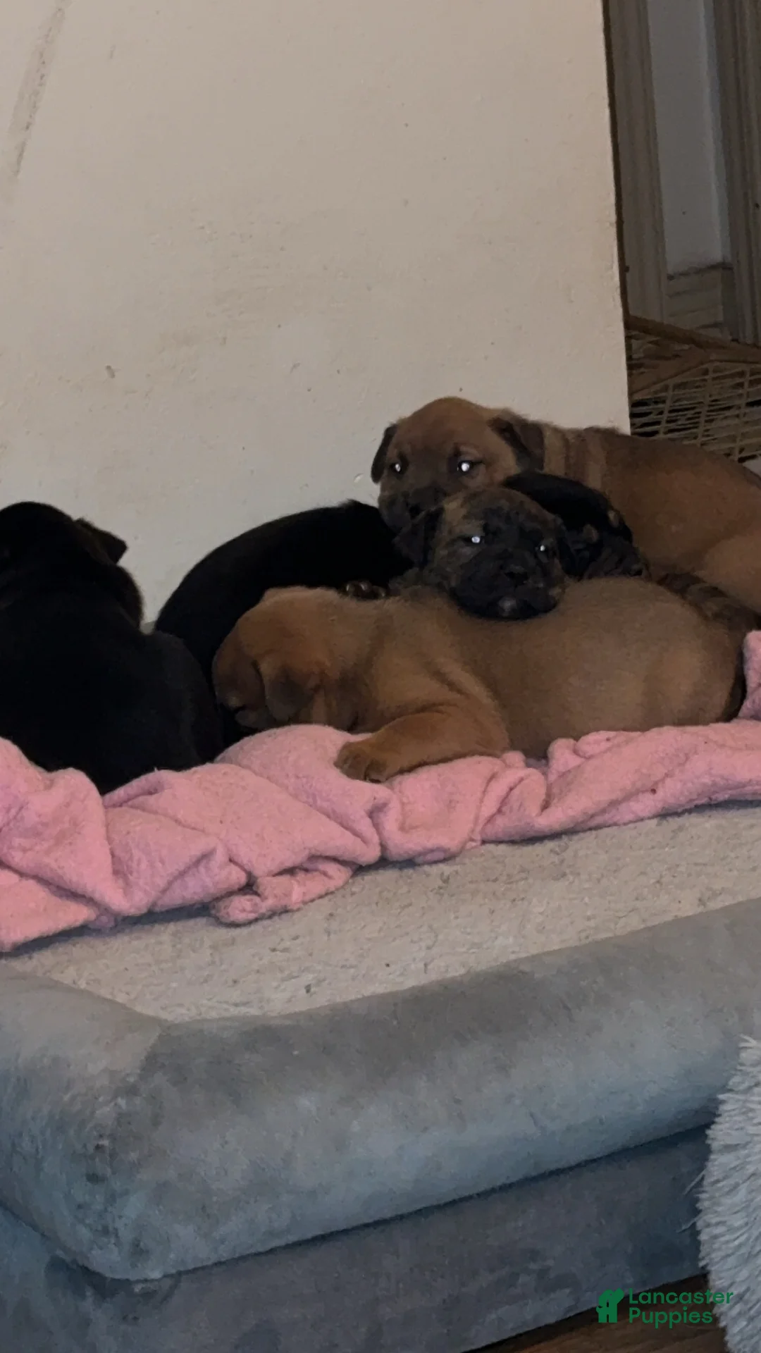 Mixed Breed dogs for sale: Mixed Breed Puppy 1 - Ad 7