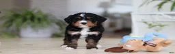 Mini Bernedoodle dogs for sale: Mia - Ad 7