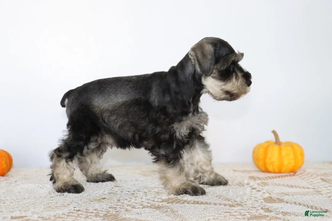 Miniature Schnauzer dogs for sale: Dolly - Ad 2