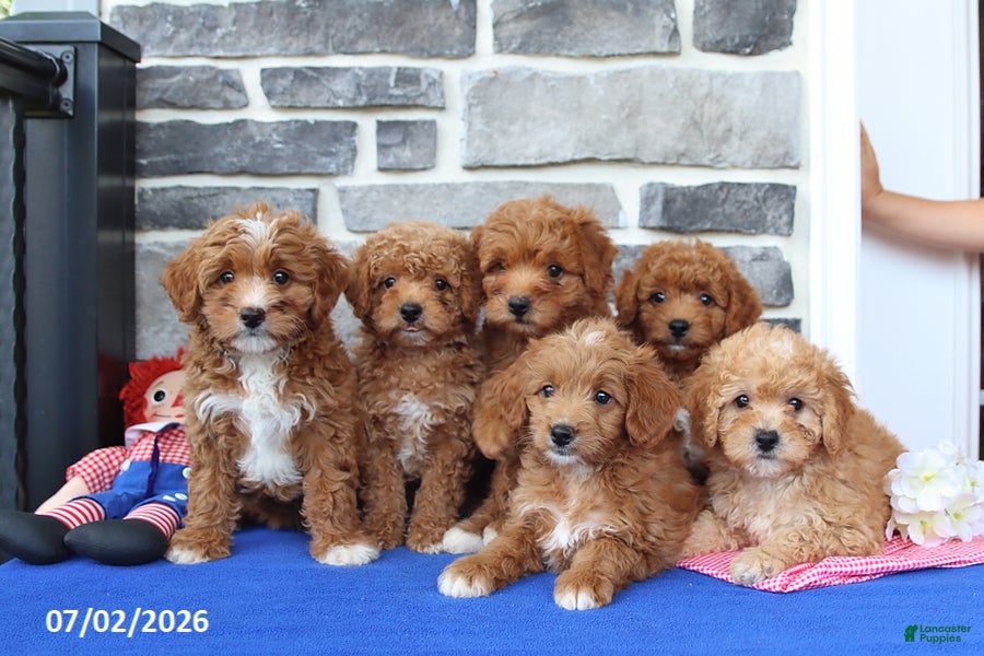 Mini Goldendoodle dogs Celia - Ad 2