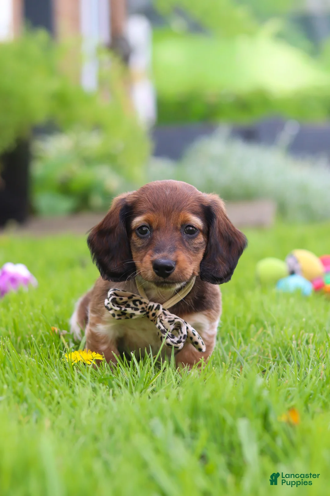 Miniature Dachshund dogs for sale: Tony - Ad 2