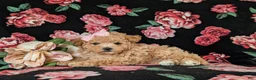 Maltipoo dogs for sale: Reese 8 lbs Full Grown - Ad 9