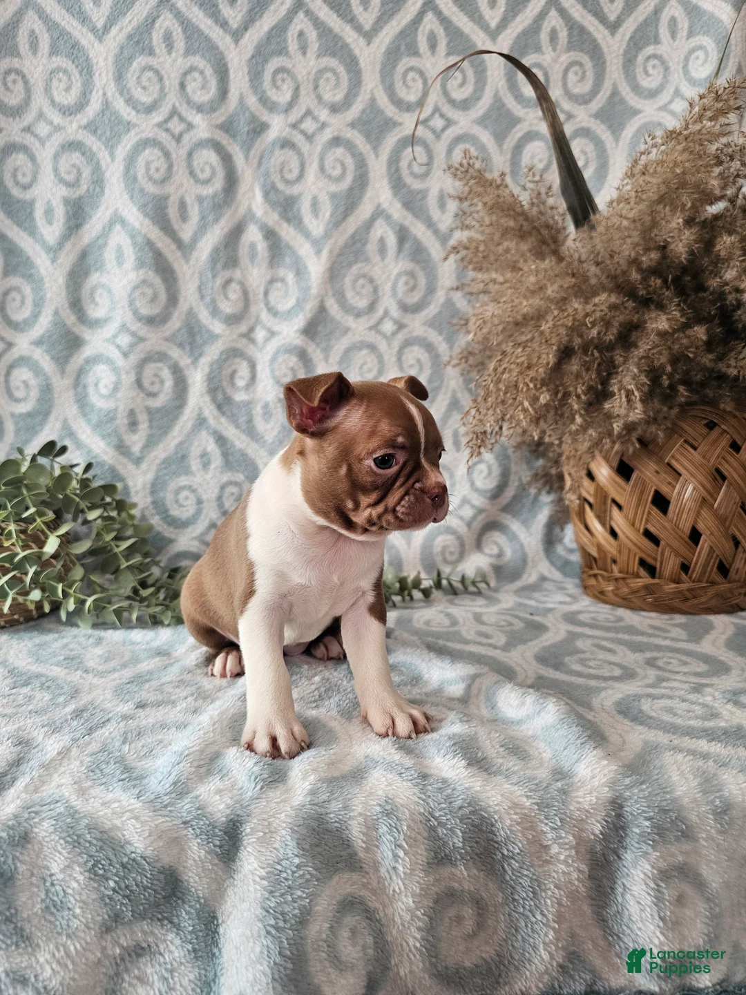 Boston Terrier dogs for sale: Roxy - Ad 6