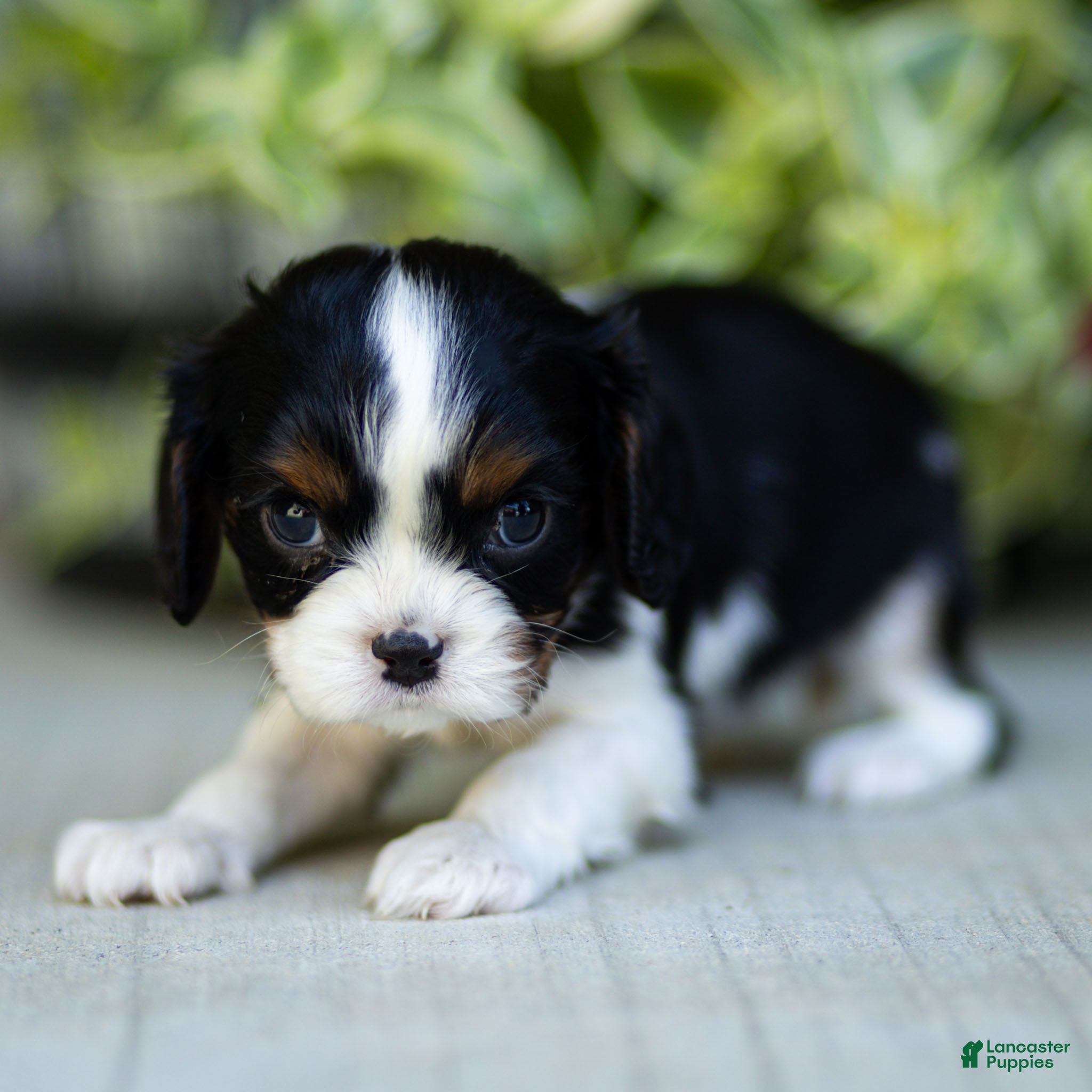 Cavalier King Charles Spaniel dogs Ava - Ad 2